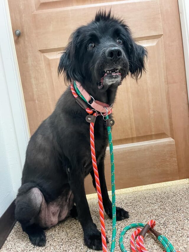 Newly shaved rescue dog