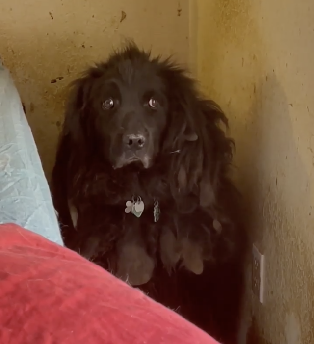 Dog scared in corner