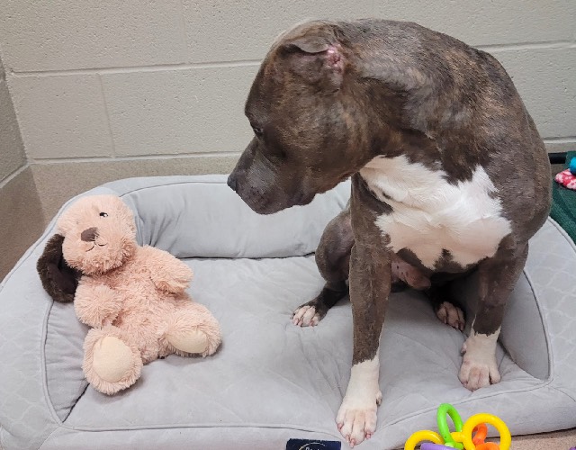 Bruno with Plush Pal