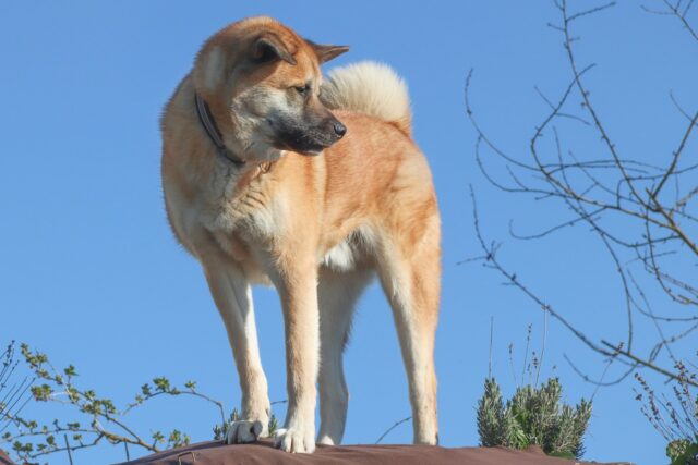 the best dog food topper for Akitas