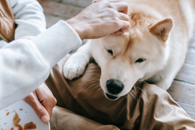best dog food topper for your Akita