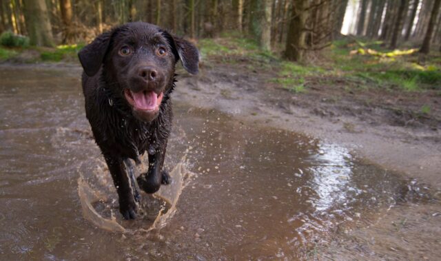 Dog running in the rain