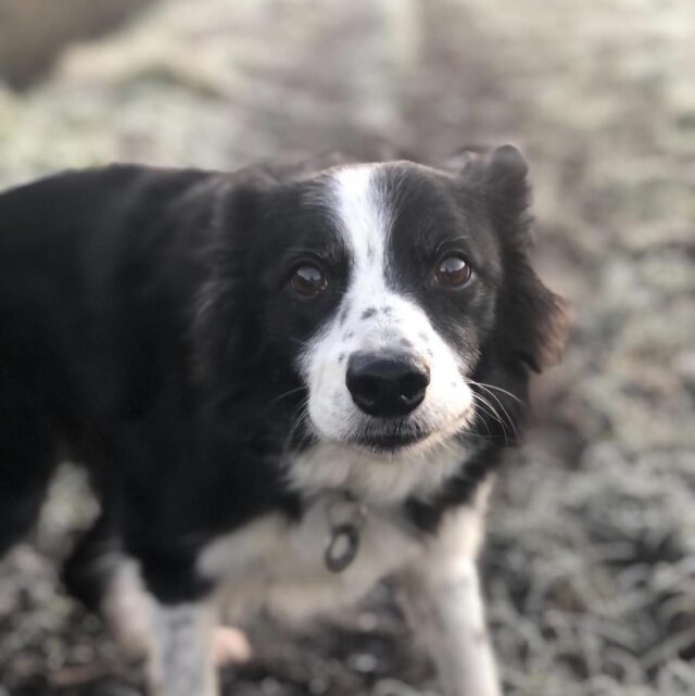 Border Collie with cancer