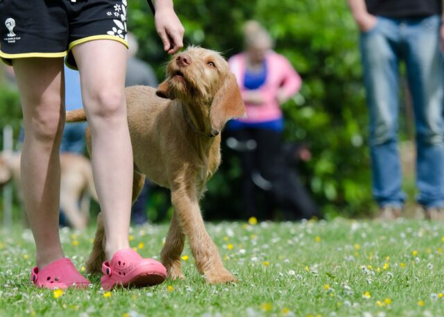 Puppy training beside human