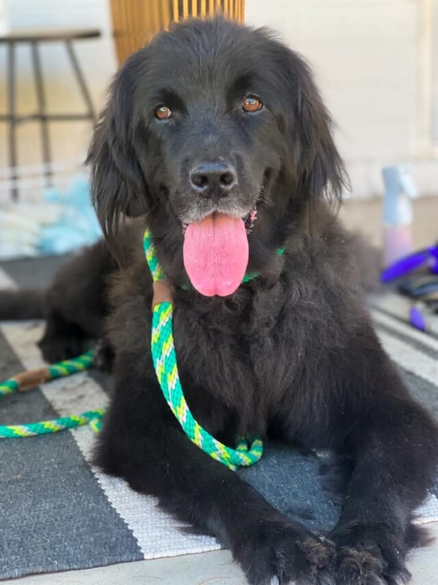 Neglected dog transformation