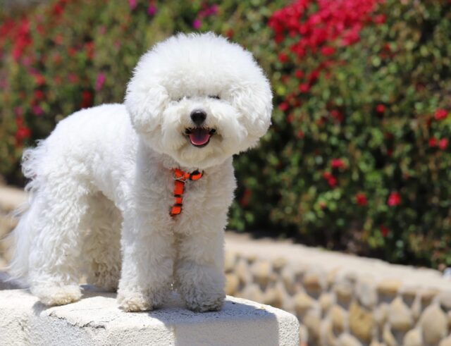 Bichon Frise eating best dog food topper