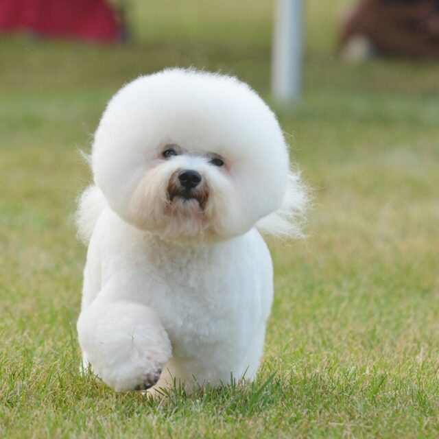 best dog food topper for your Bichon Frise