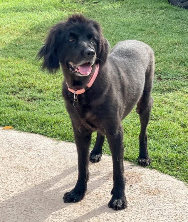 Happy dog with short fur