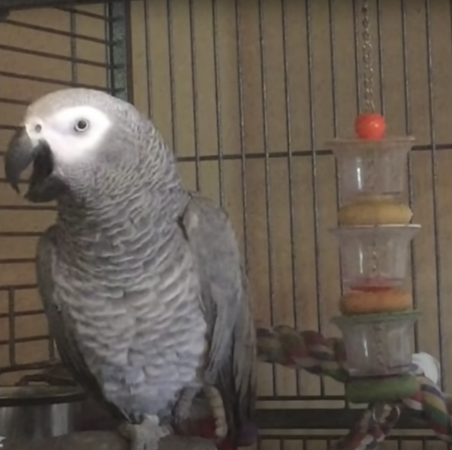 Parrot scolding dogs