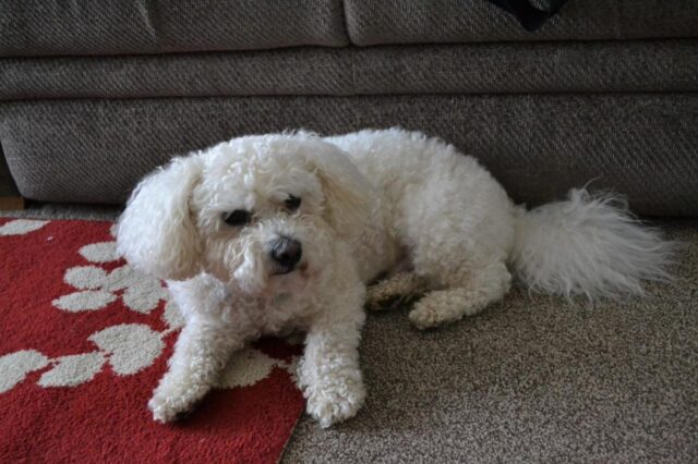 bichon frise itchy skin allergy