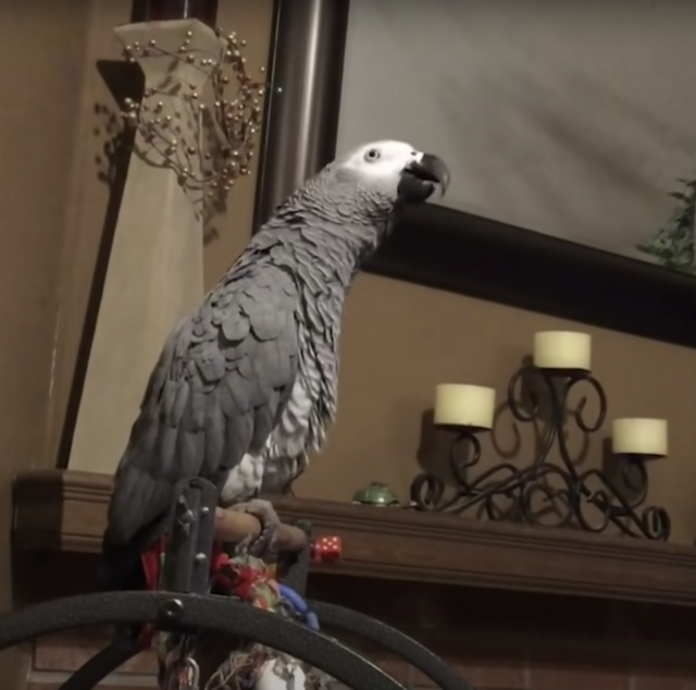 Parrot talking to dogs