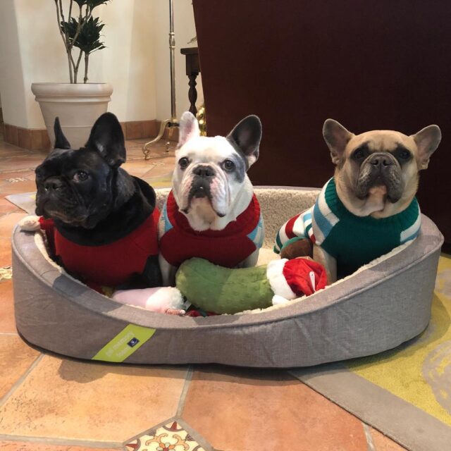 Lady Gaga's three dogs