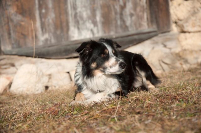 border collie itchy skin allergy