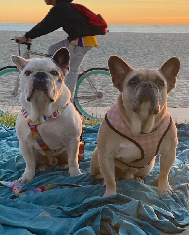Lady Gaga stolen dogs