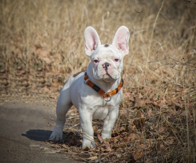 French Bulldog eating best dog food topper