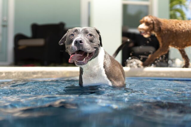 Dogs playing in the pool