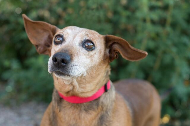 Best dehydrated dog foods for Dachshunds