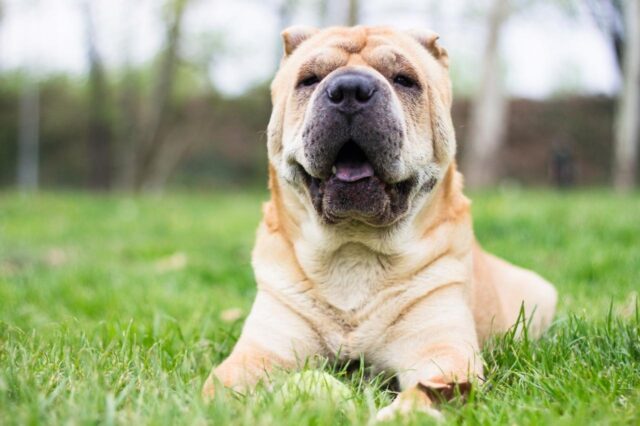 best dog foods for shar peis