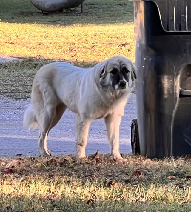 Abandoned dog before rescue