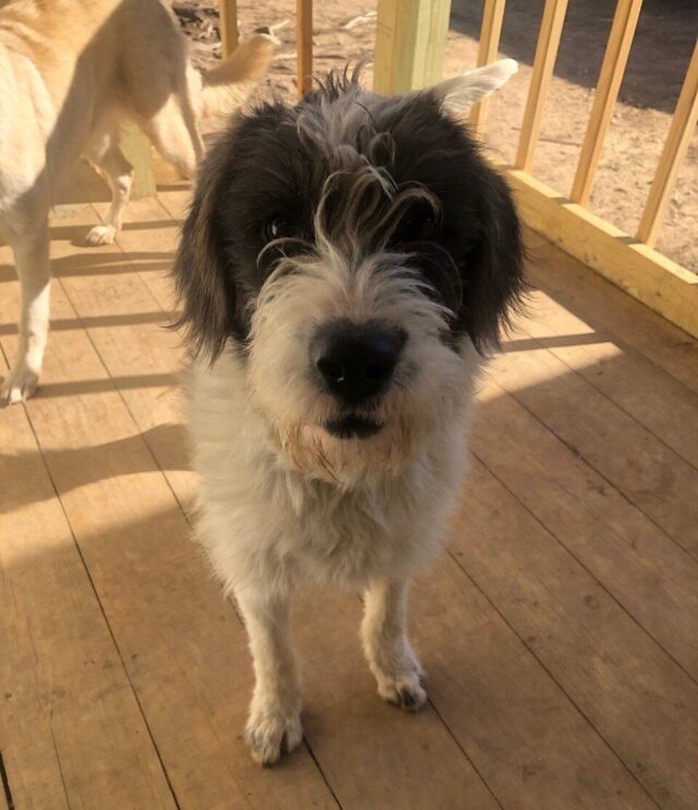 Nellie the rescue dog