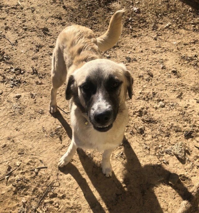 Reese the rescue dog