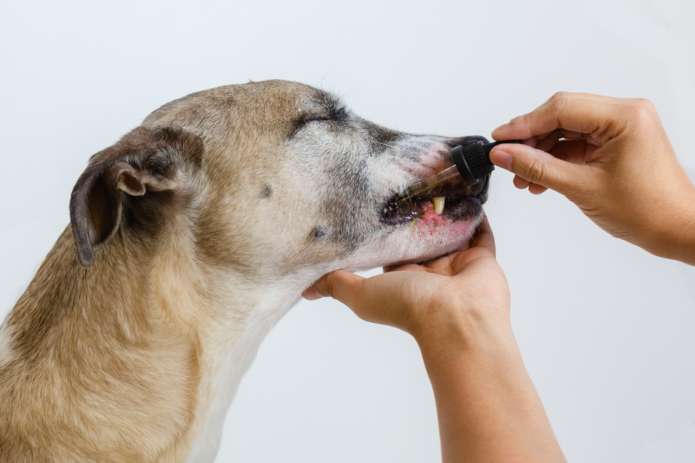 best chondroitin supplements for dogs