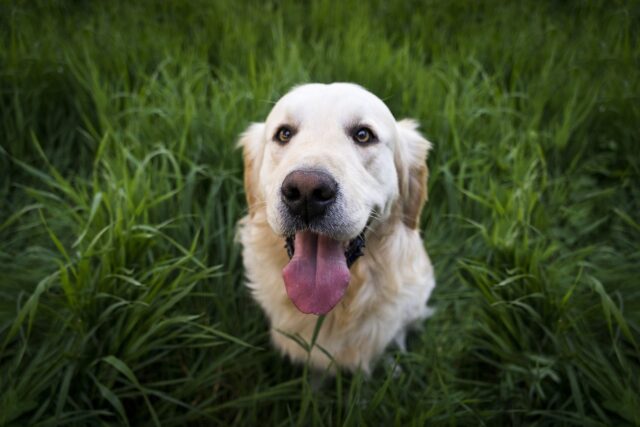 Happy dog in grass