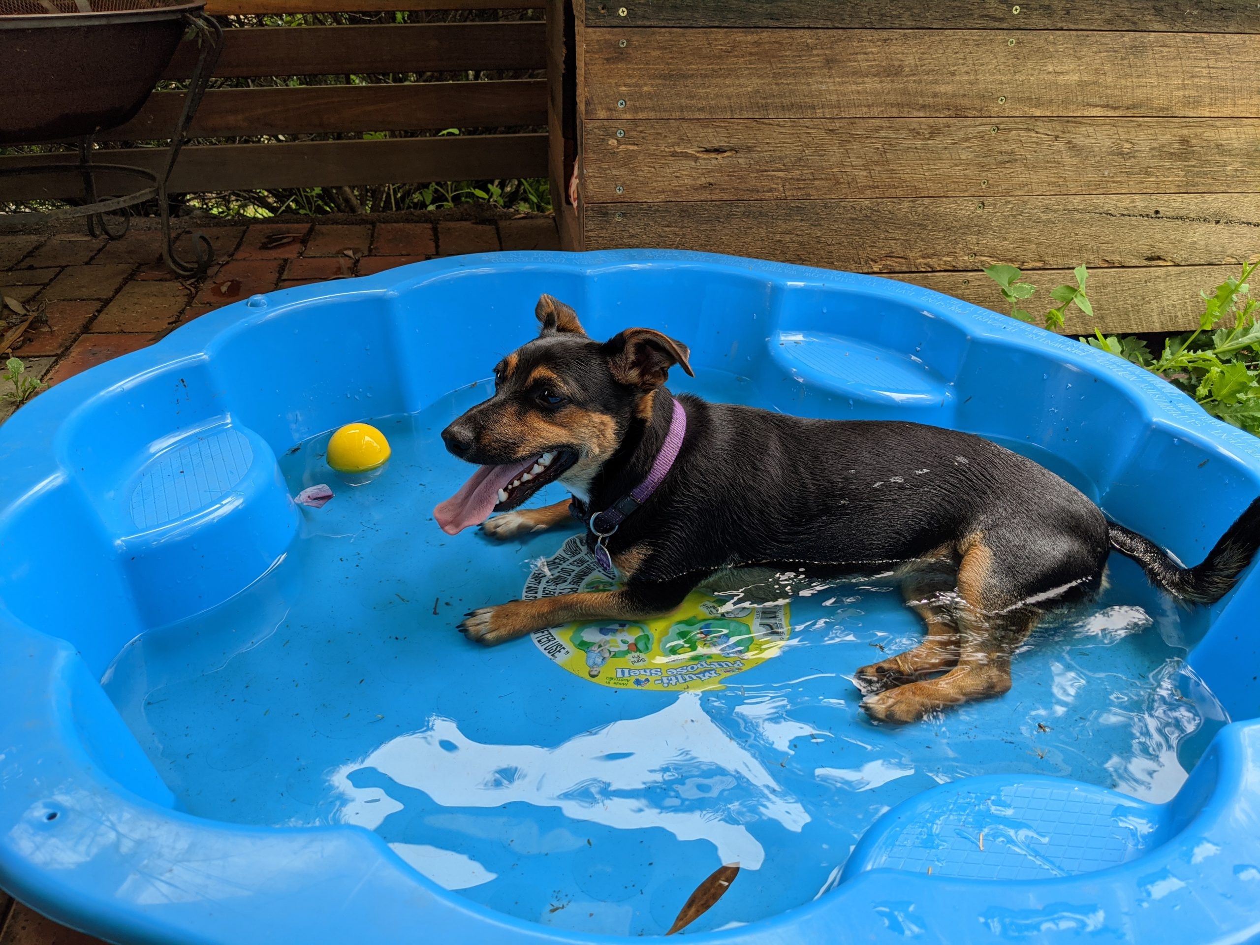 Best Dog Swimming Pools