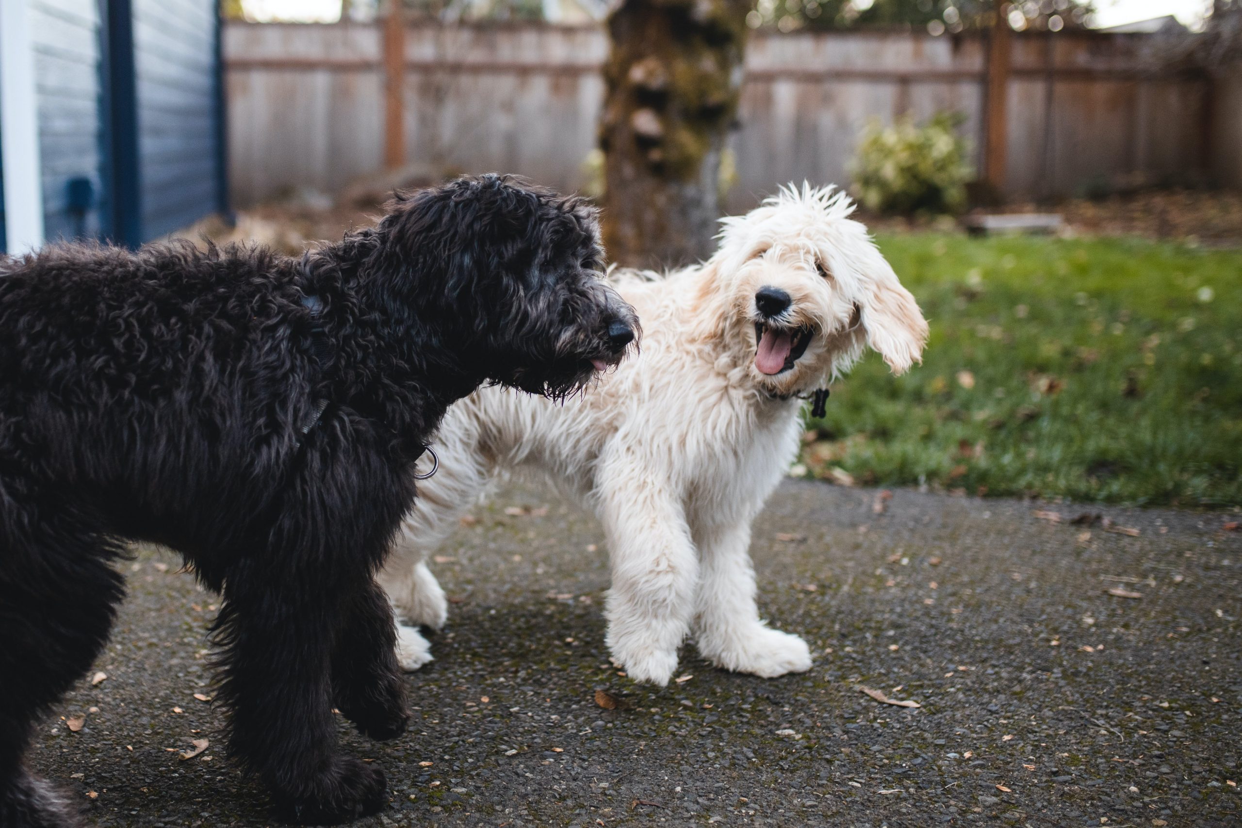 Best Oatmeal Shampoos for Dogs