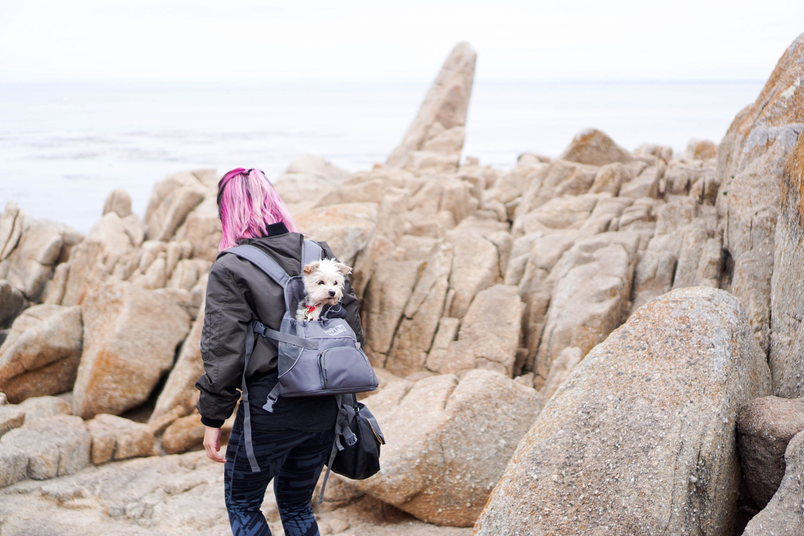 Best Dog Carrier Backpacks