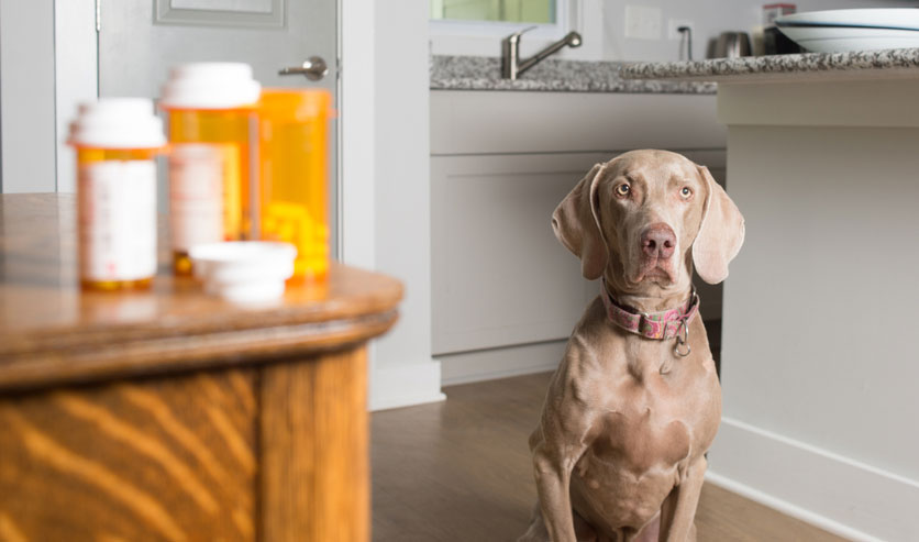 Pet drugs