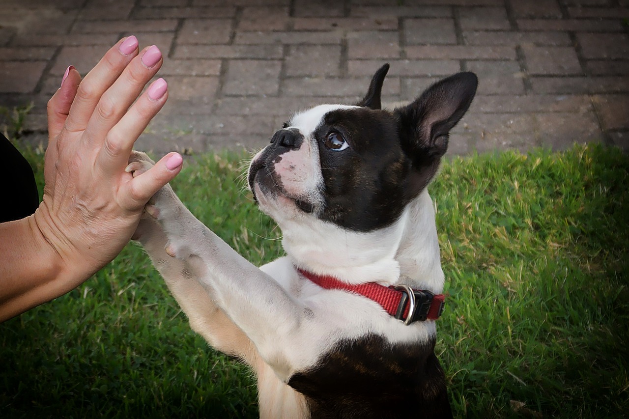 Dog breeds that start with B
