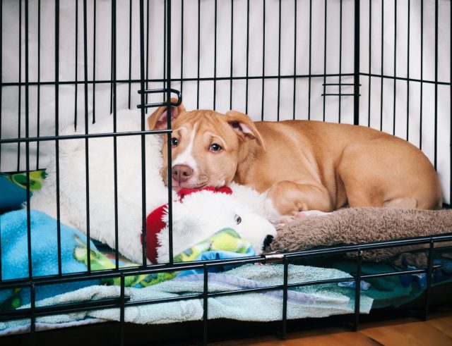 Puppy cuddling stuffed toy in crate