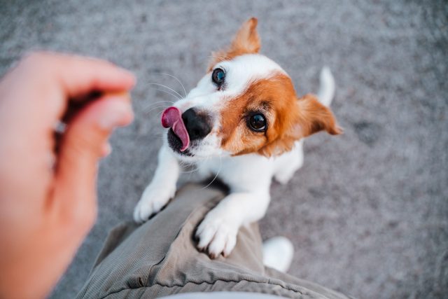 Frequently Asked Questions about Jack Russells As Guard Dogs