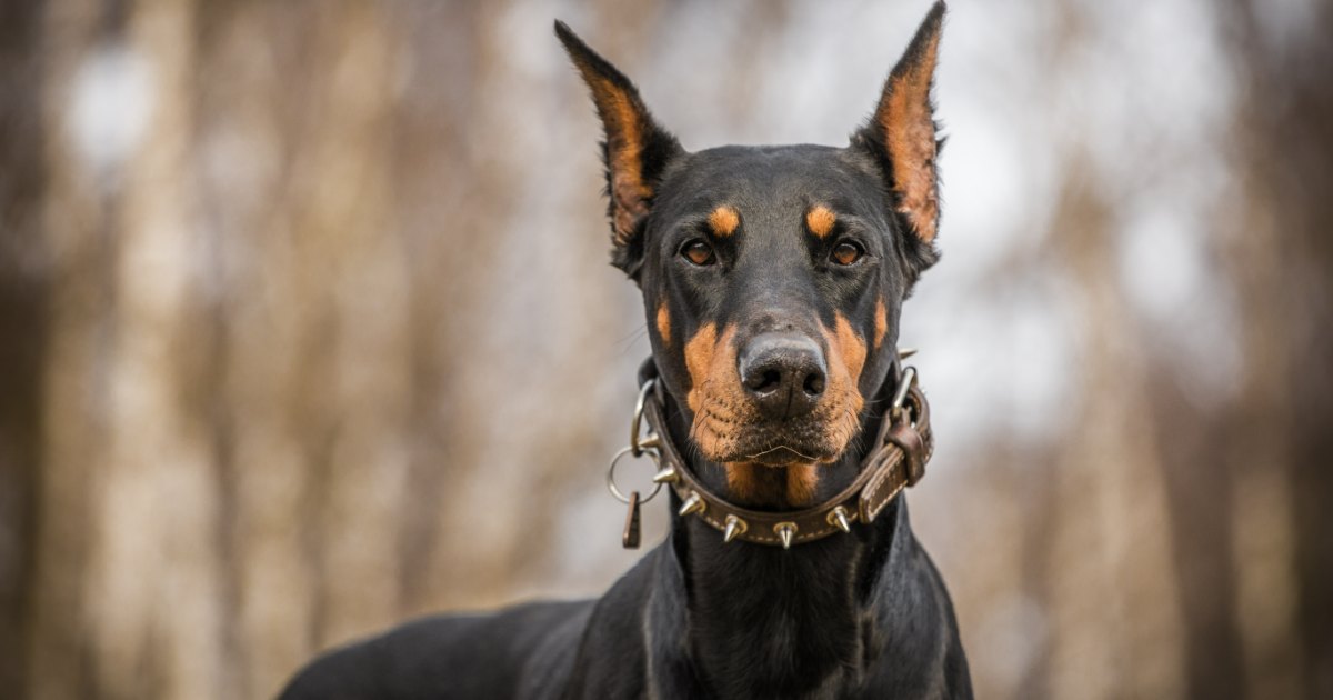 How Often Do I Take a Doberman Outside to Pee?